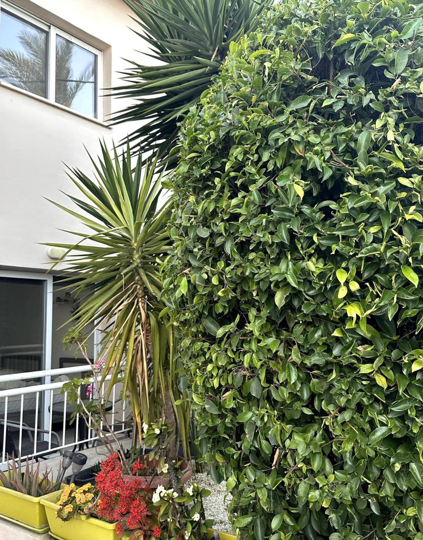 Olymbos Garden Apartment IV Ayia Napa Exteriör bild